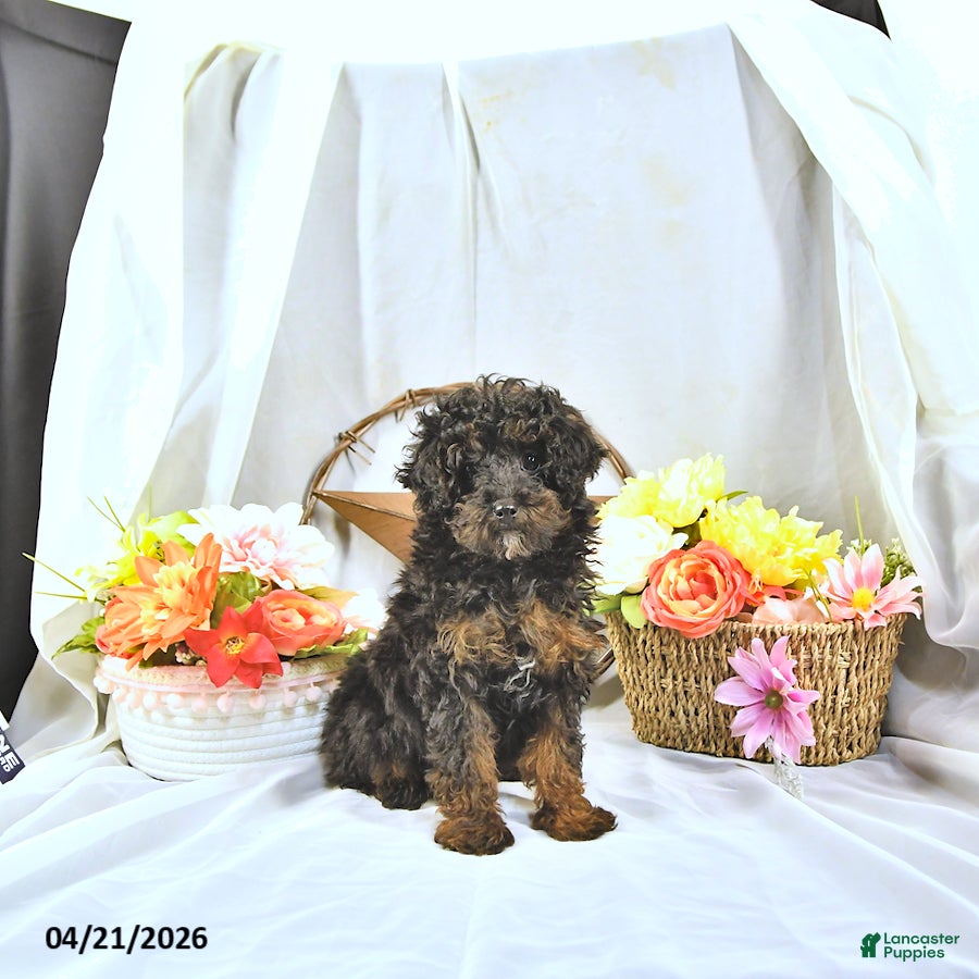 Miniature Poodle dogs Aj  - Ad 1