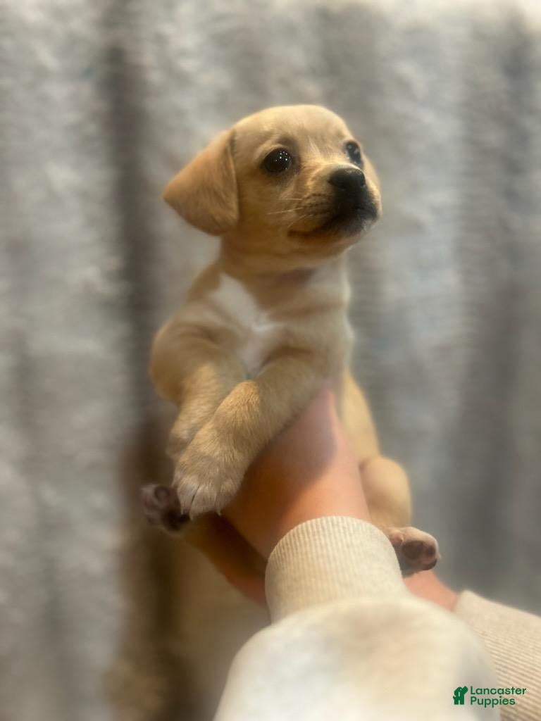 Jack Chi dogs for sale: Jack Chi 2 - Ad 16