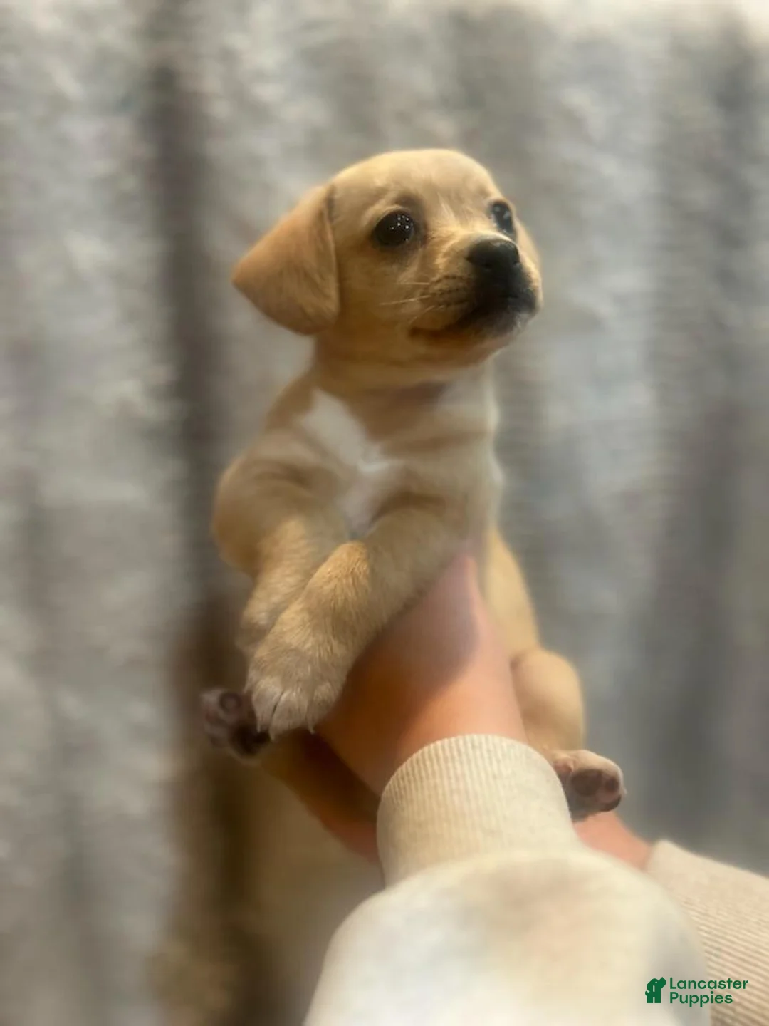 Jack Chi dogs for sale: Jack Chi 2 - Ad 1