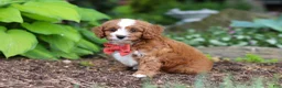 Cavapoo dogs for sale: Champ - Ad 3
