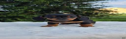 Miniature Dachshund dogs for sale: Dolly  - Ad 4
