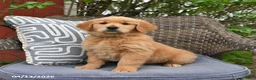 Golden Retriever dogs for sale: Marsha - Ad 1