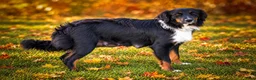 Mini Aussiedoodle dogs for sale: Langston🐾 - Ad 19