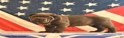 Cane Corso dogs for sale: Ivanhoe  - Ad 2
