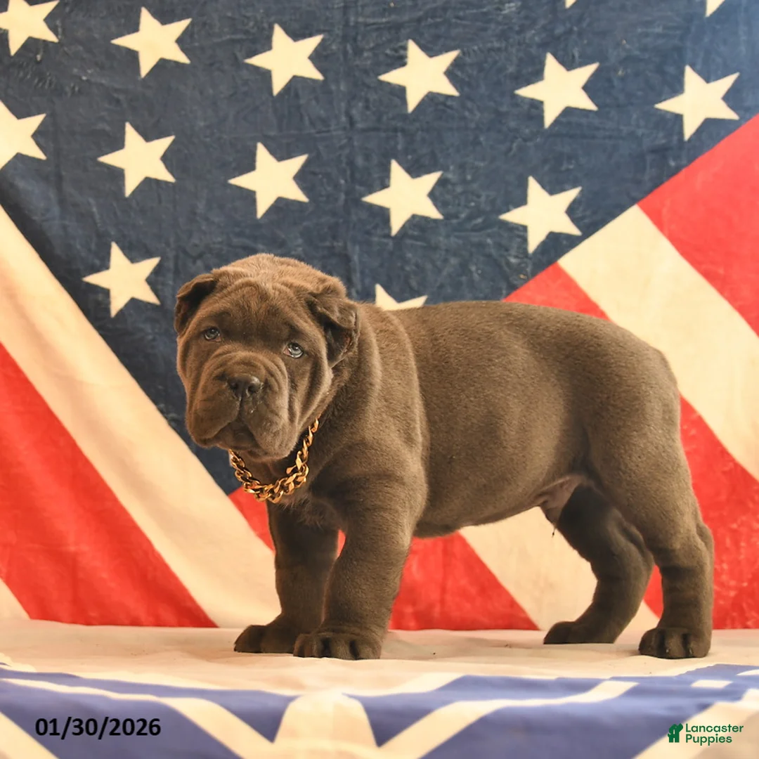 Cane Corso dogs for sale: Ivanhoe  - Ad 2