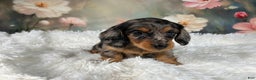 Miniature Dachshund dogs for sale: AKC-Maggie - Ad 15