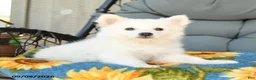 American Eskimo dogs for sale: Finn - Ad 2