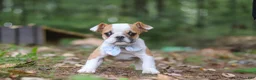 Beabull dogs for sale: Otis - Ad 3