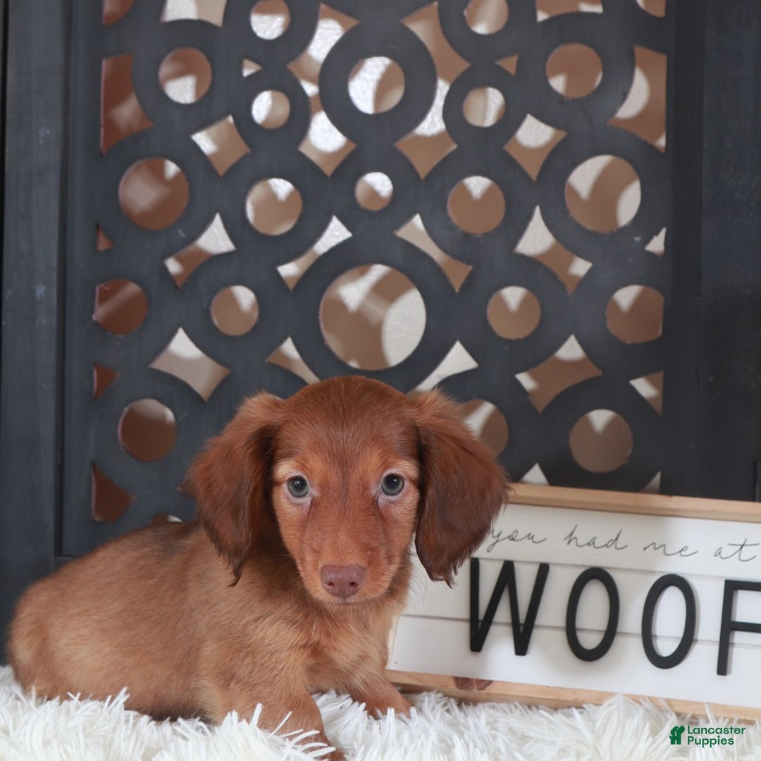 Miniature Dachshund dogs for sale: Miniature Dachshund Lola - Ad 4