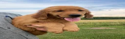 Golden Retriever dogs for sale: Sunshine  - Ad 4