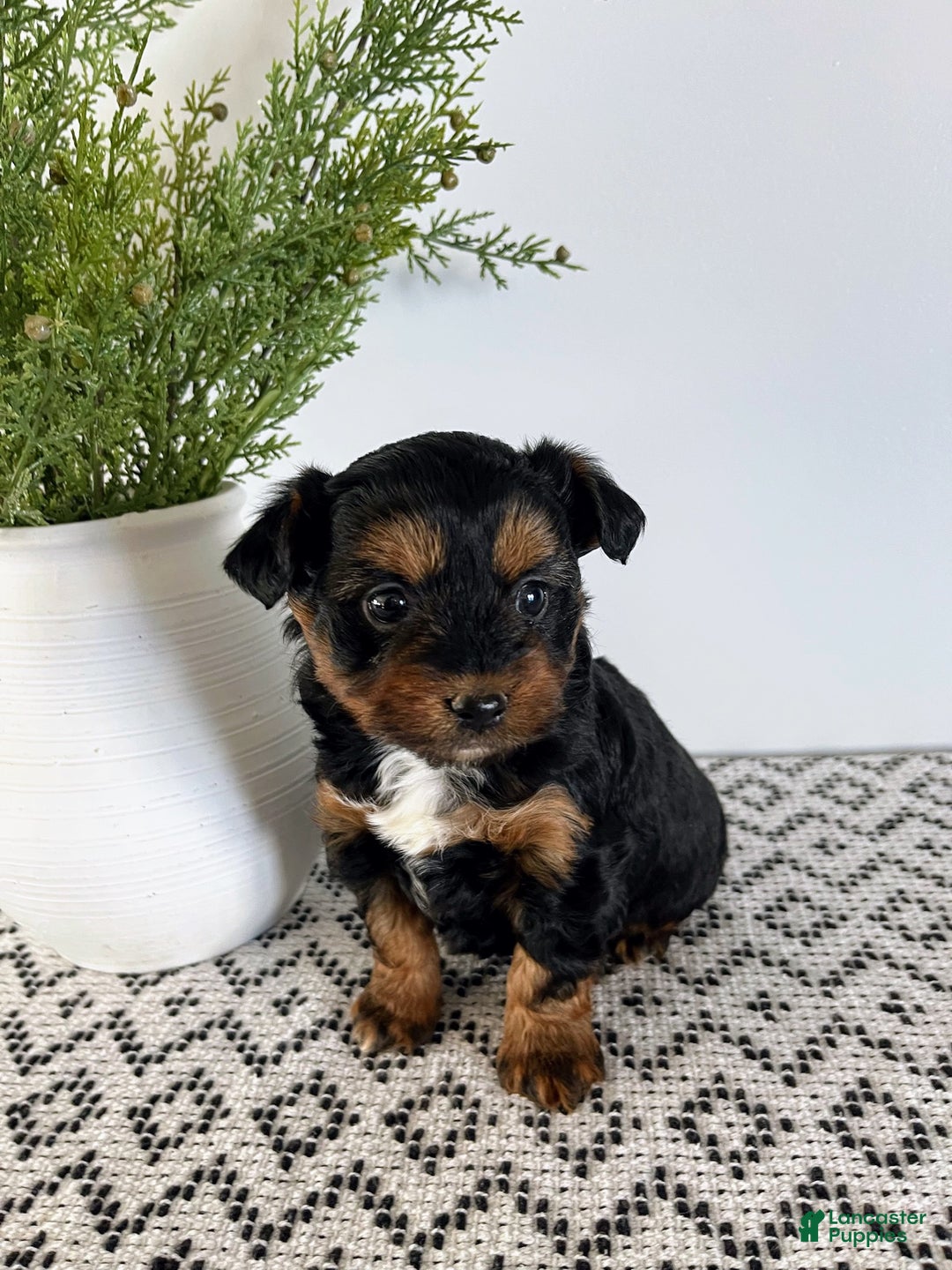 Mini Aussiedoodle dogs for sale: Ozzie - Ad 1