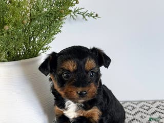 Mini Aussiedoodle dogs Ozzie - Ad 16