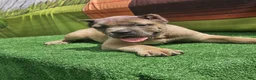 Cane Corso dogs for sale: ZEUS - Ad 23