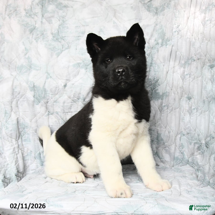 Akita dogs Oreo - Ad 2