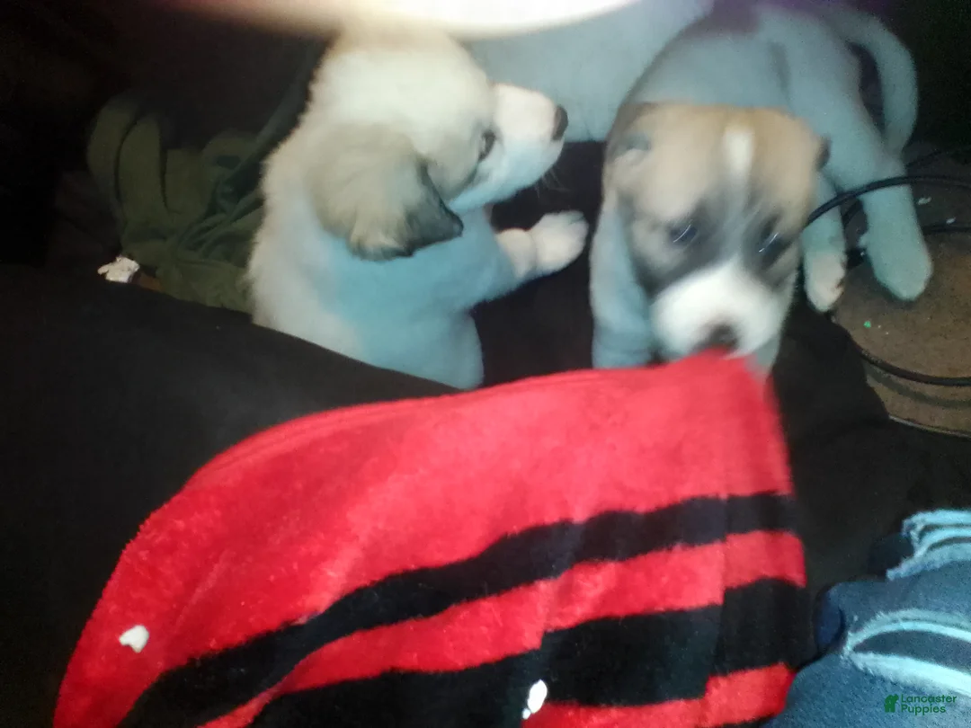 Mixed Breed dogs for sale: BABY JOJO  - Ad 27