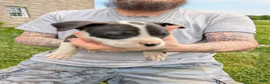 American Pit Bull Terrier Puppy 5