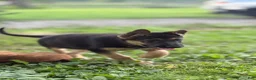 German Shepherd dogs for sale: German Shepherd 1 - Ad 3