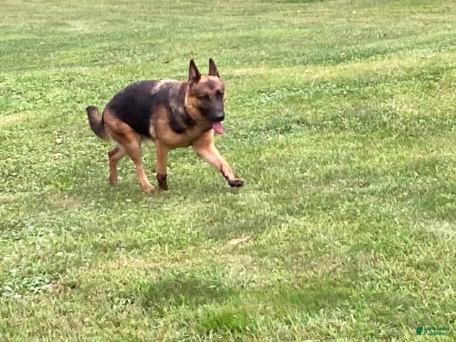 German Shepherd dogs for sale: Ben - Ad 3