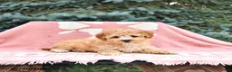 Maltipoo dogs for sale: Reba - Ad 4