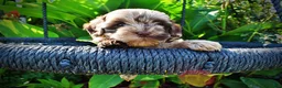 Havapoo dogs for sale: Heavenly - Ad 4