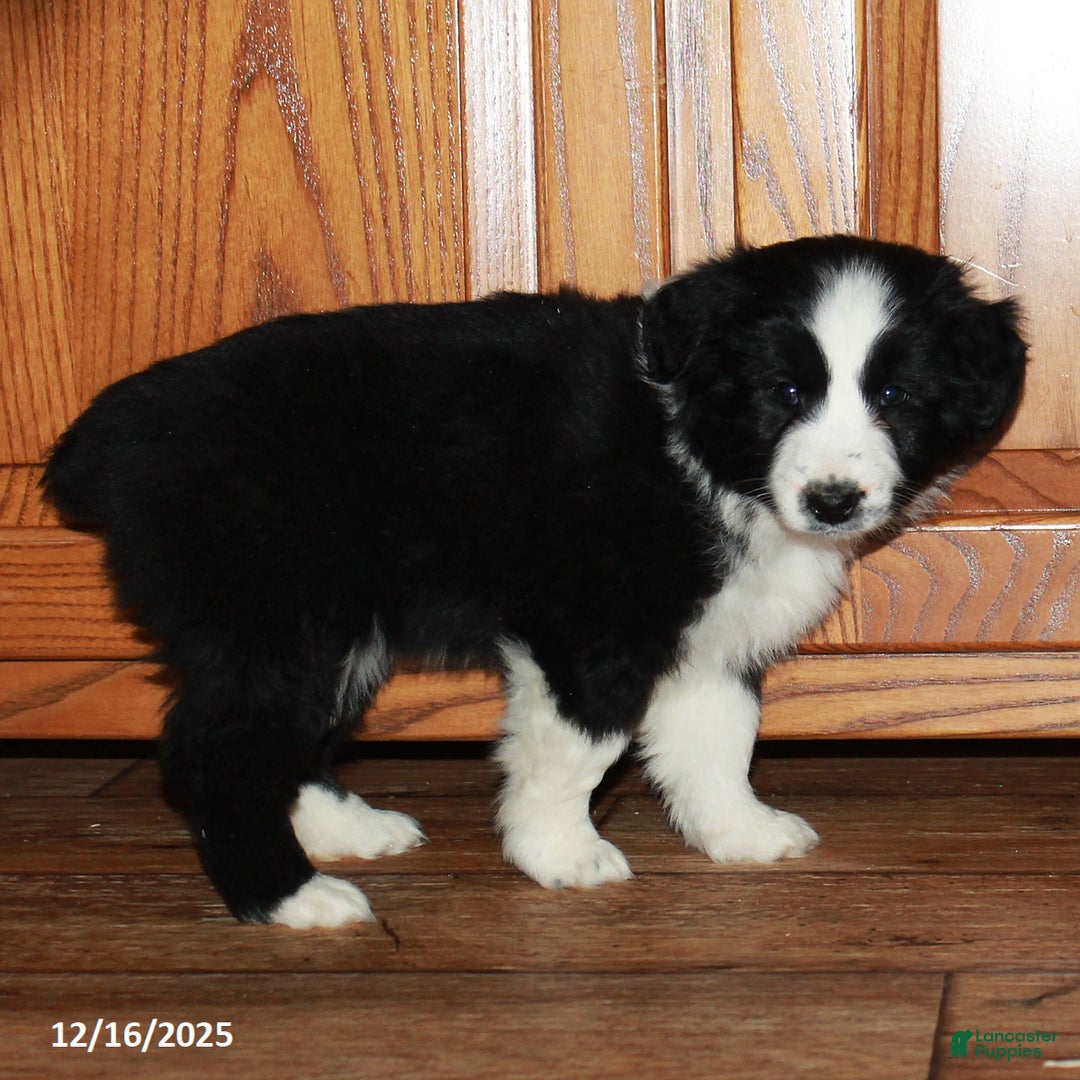 Australian Shepherd dogs for sale: Jamie - Ad 3