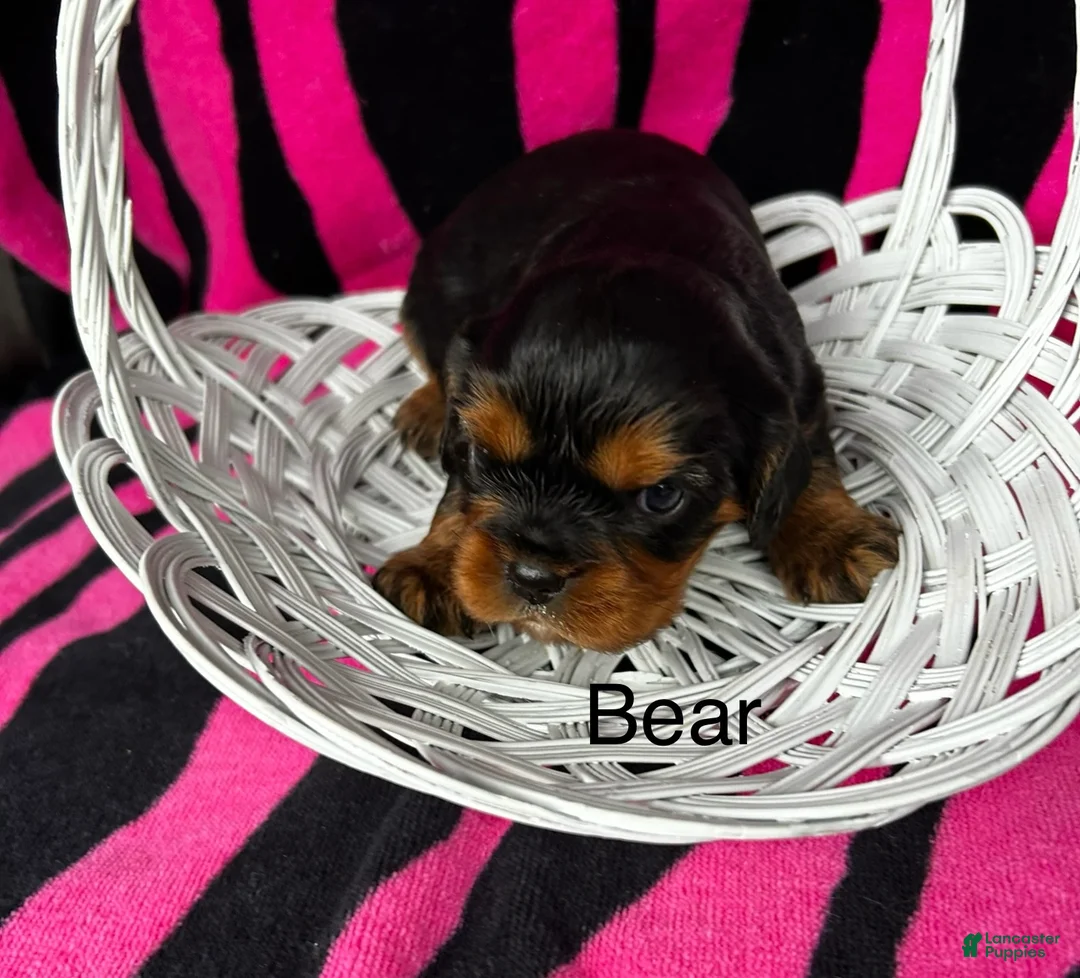 Cavalier King Charles Spaniel dogs for sale: Cavalier King Charles Spaniel Puppy 1 - Ad 2