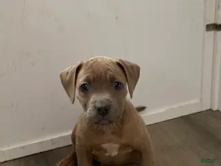 American Pit Bull Terrier dogs American Pit Bull Terrier Puppy 1 - Ad 18