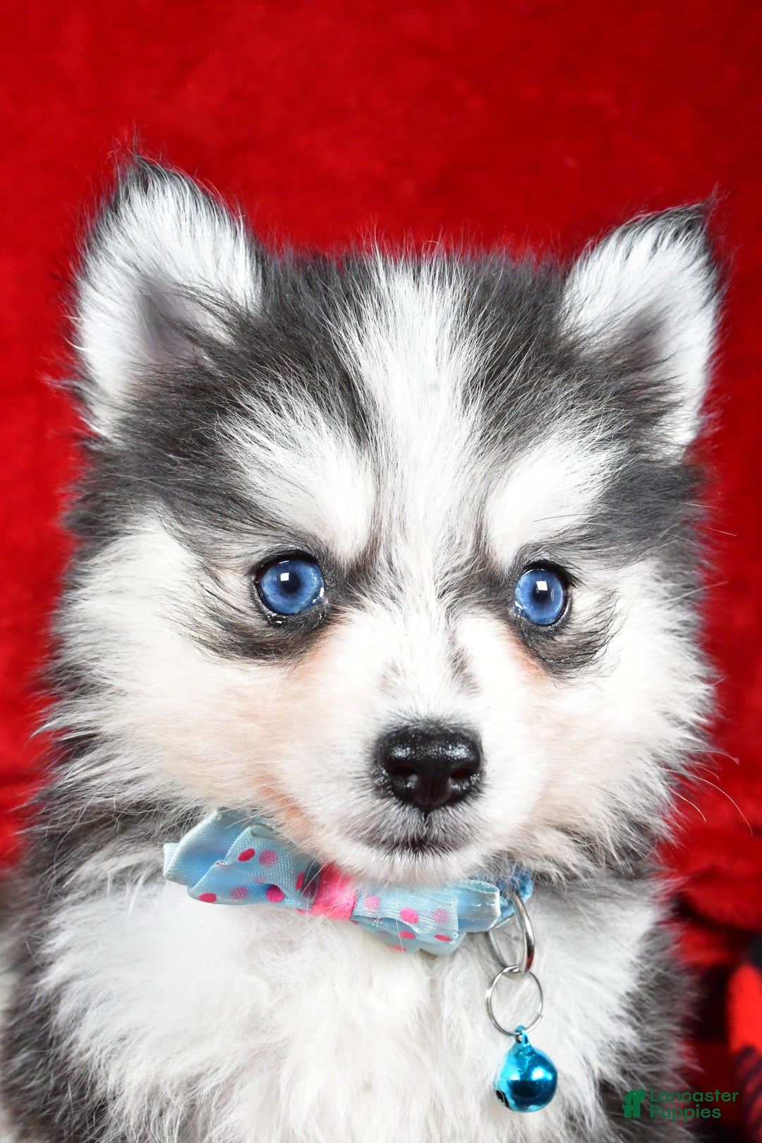Pomsky dogs for sale: Ved - Ad 7