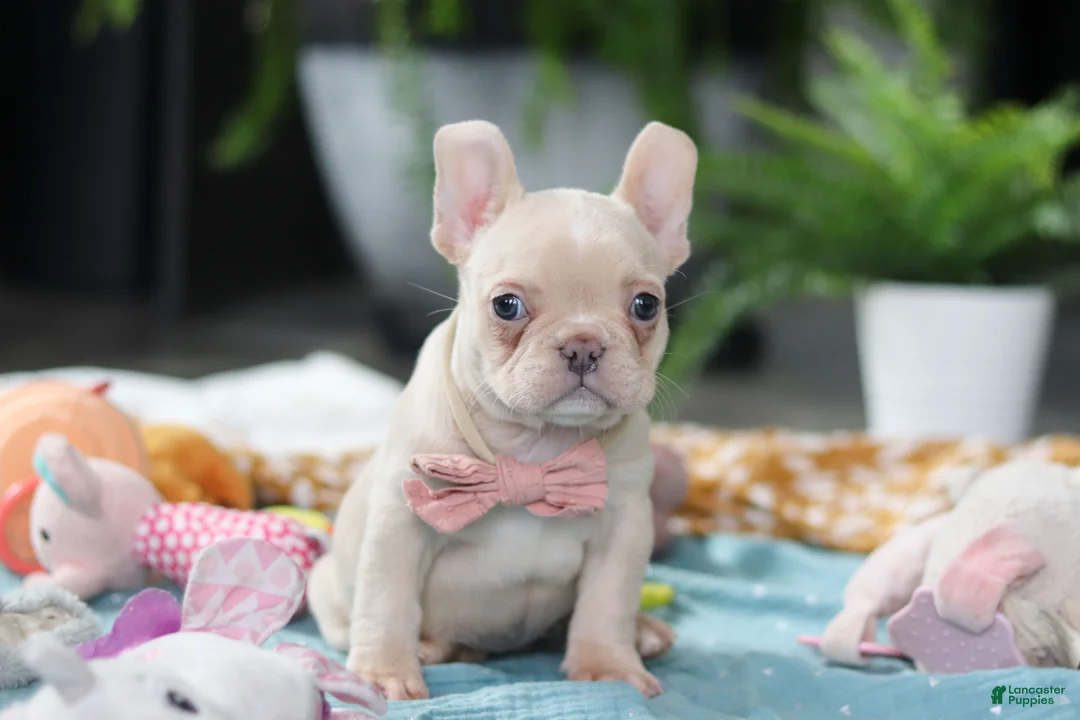 French Bulldog dogs for sale: Sofia - Ad 2