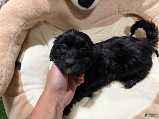 Cavapoo dogs PD - Ad 31