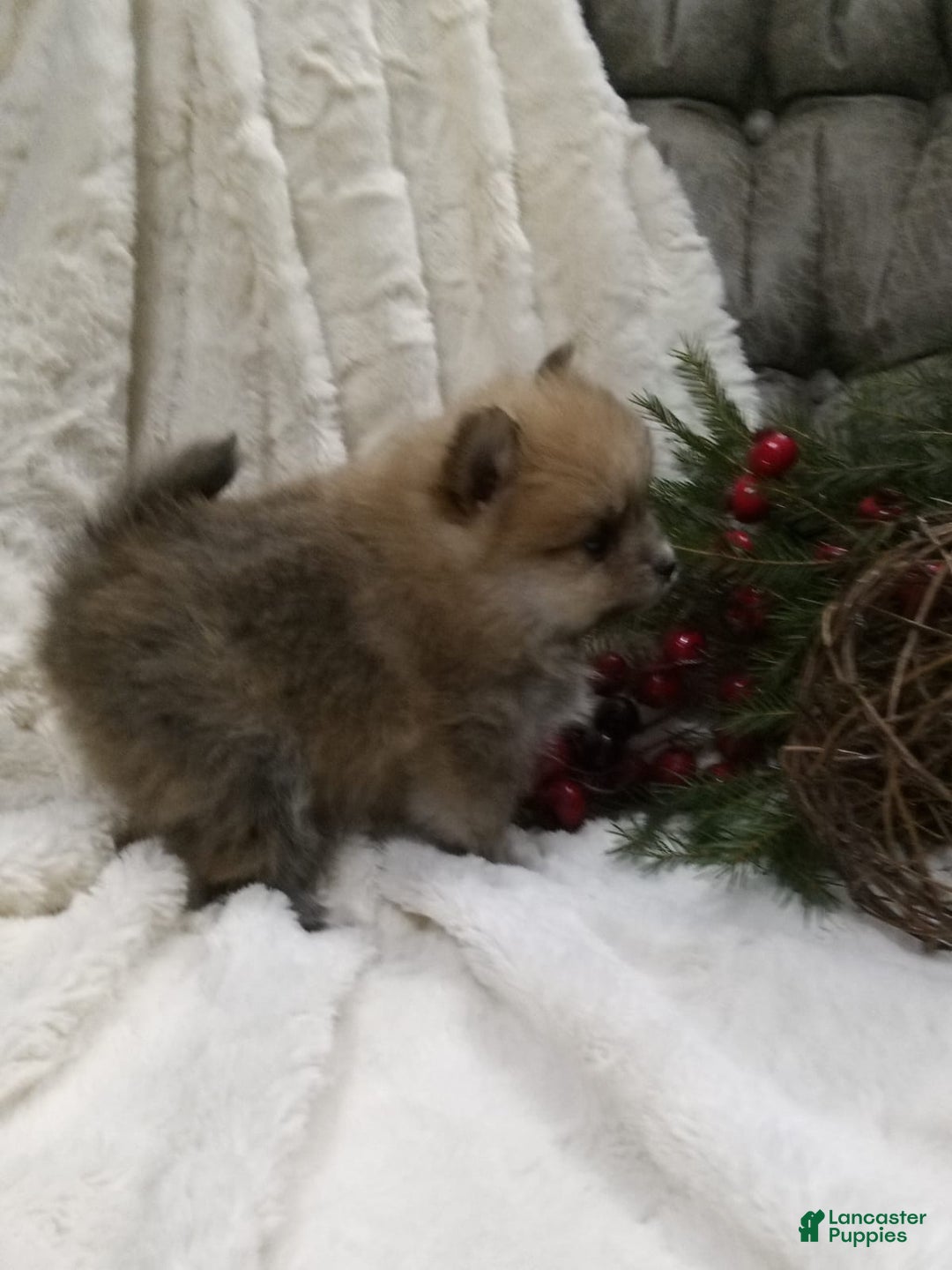 Pomeranian dogs for sale: Charlie  - Ad 2