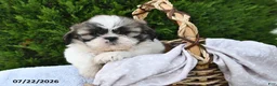 Shih Tzu dogs for sale: Lucky - Ad 3