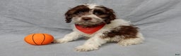 Cockapoo dogs for sale: Grant - Ad 1