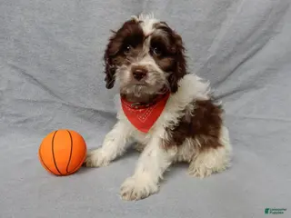 Cockapoo dogs Grant - Ad 5