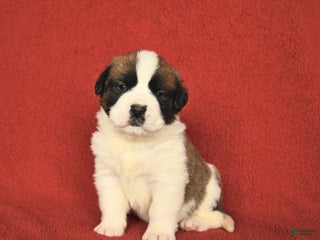 Saint Bernard dogs - Ad 8