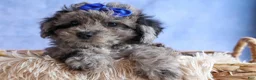 Bichpoo dogs for sale: NOAH - Ad 5