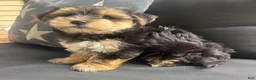 Morkie dogs for sale: Louis - Ad 6