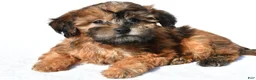 Shihpoo dogs for sale: Ronnie - Ad 2