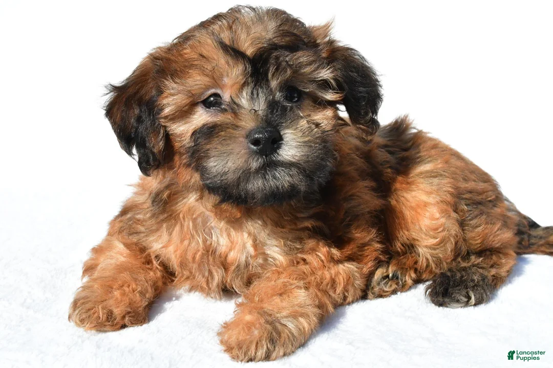 Shihpoo dogs for sale: Ronnie - Ad 2