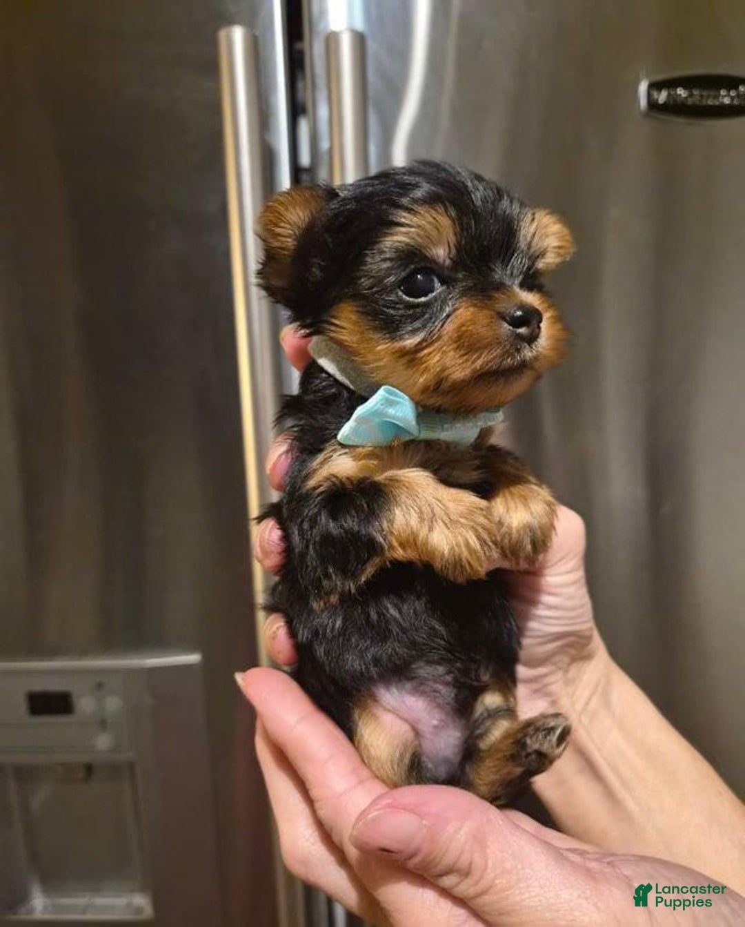 Yorkshire Terrier dogs for sale: Milo - Ad 2