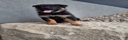 German Shepherd dogs for sale: Almanzo - Ad 4