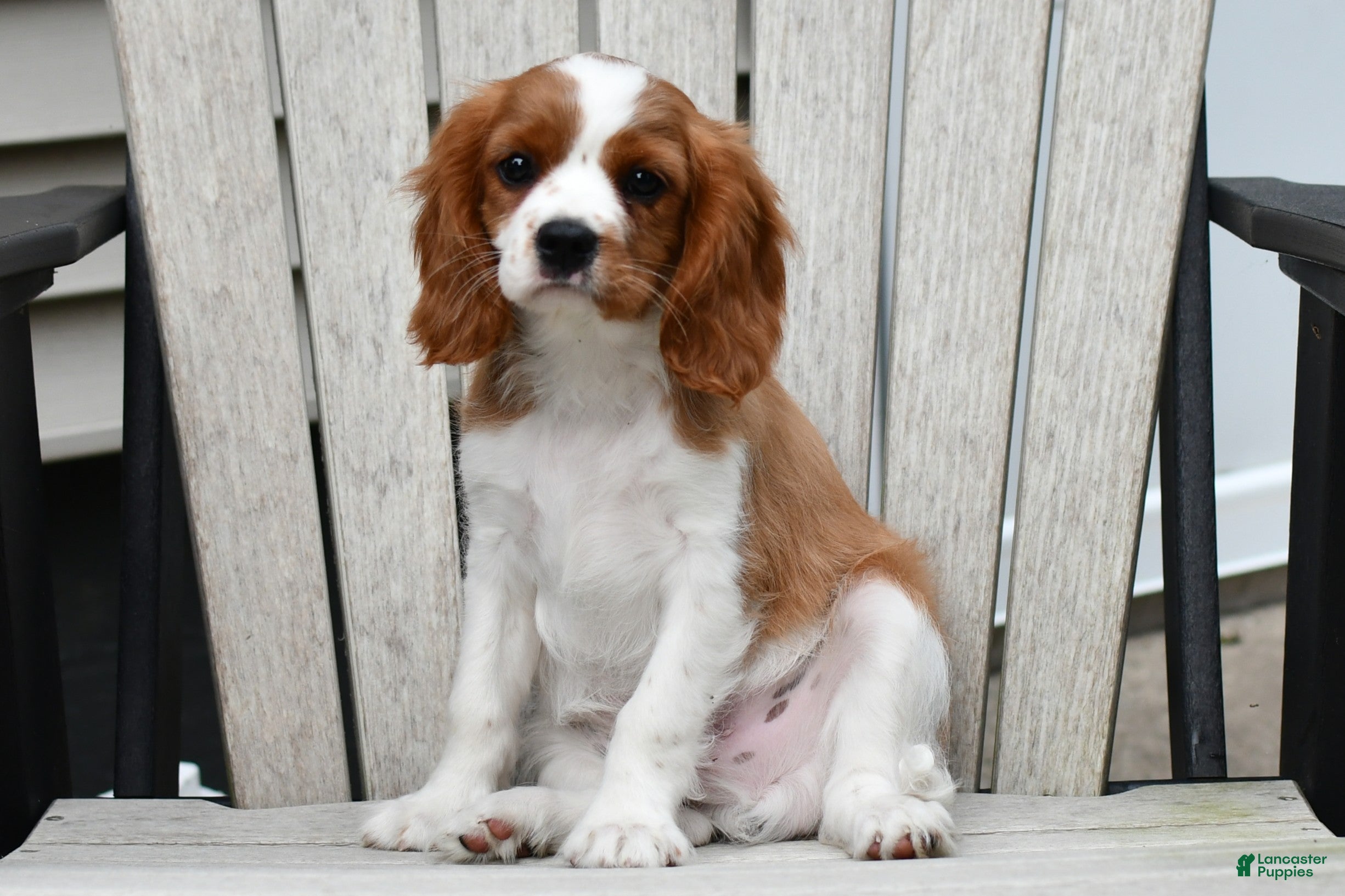 Cavalier King Charles Spaniel dogs Sarge  - Ad 2