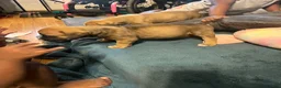 Mixed Breed dogs for sale: Chunk Rock - Ad 9