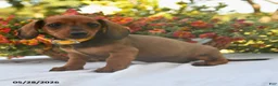 Dachshund dogs for sale: Buddy - Ad 4