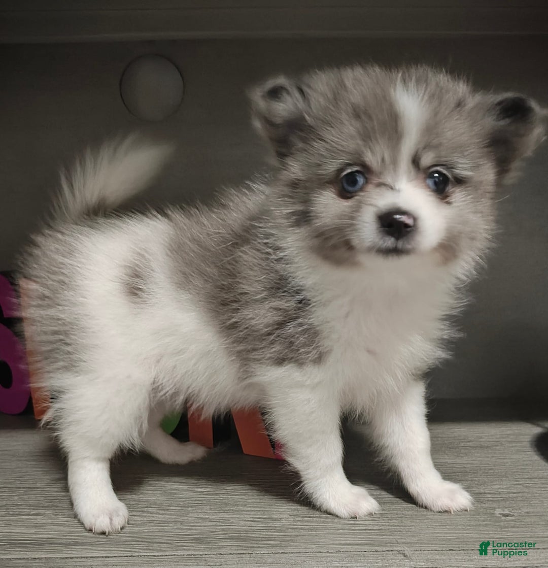 Gallery Image {{count}}