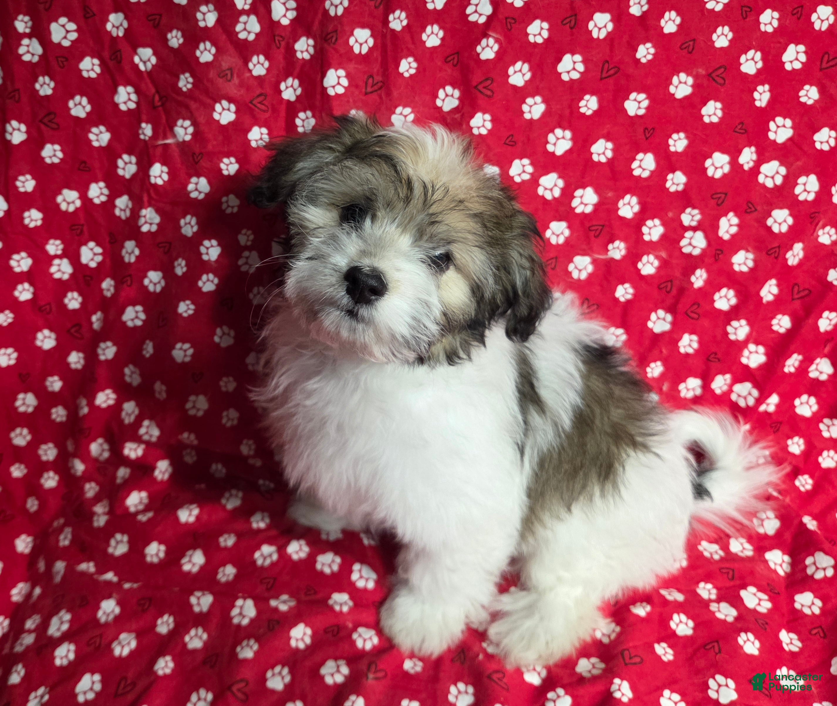 Havanese dogs Havanese Puppy 2- Kelce - Ad 3