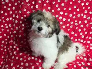 Havanese dogs Havanese Puppy 2- Kelce - Ad 3