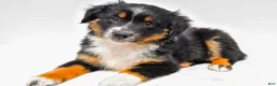 Miniature Australian Shepherd dogs for sale: Ember - Ad 6