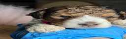 Mixed Breed dogs for sale: Sienna - Ad 12