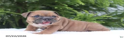 English Bulldog dogs for sale: Clara - Ad 2